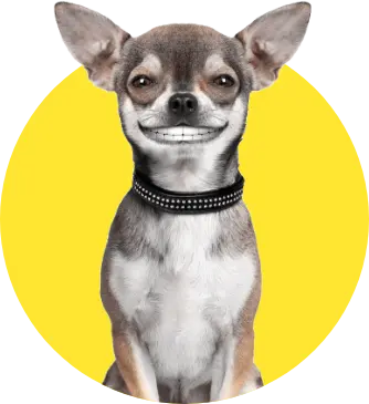 Smiling doggie